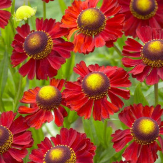 Plantes Vivaces HELENIUM 'Ruby Tuesday' - Hélénie en vente - Pépinière Lepage .