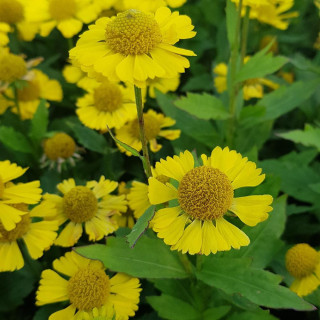Plantes Vivaces HELENIUM 'Sombrero' ® - Hélénie en vente - Pépinière Lepage .