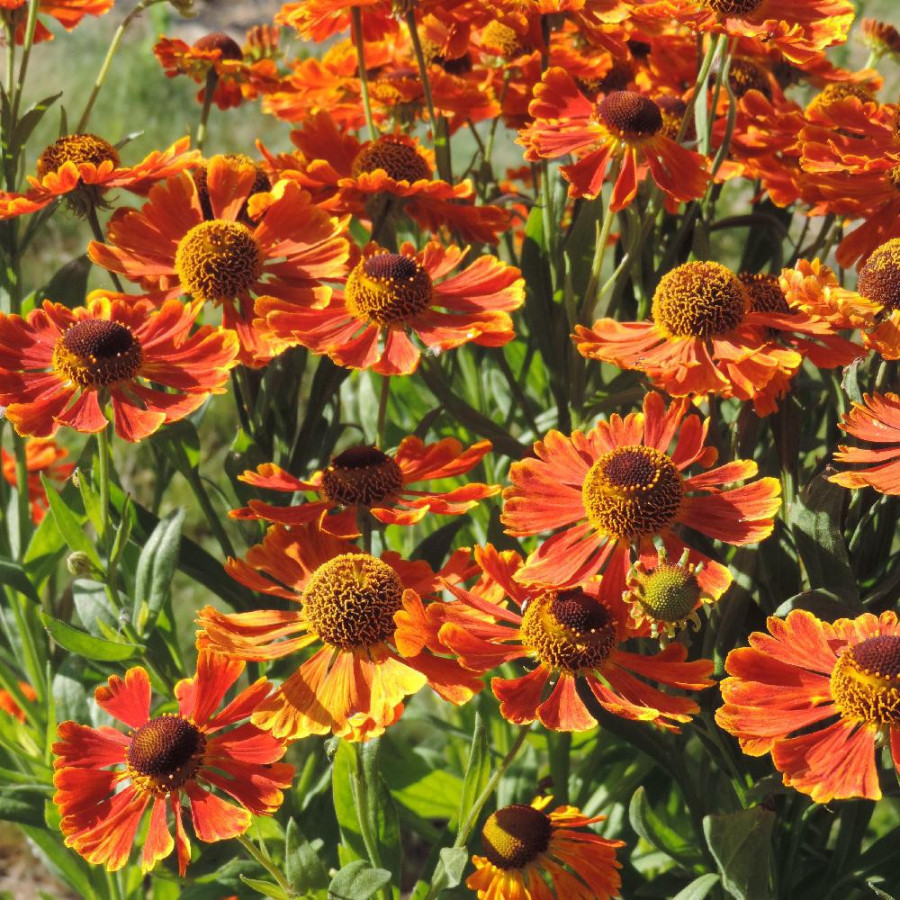 Plantes Vivaces HELENIUM 'Waltraut' - Hélénie en vente - Pépinière Lepage .