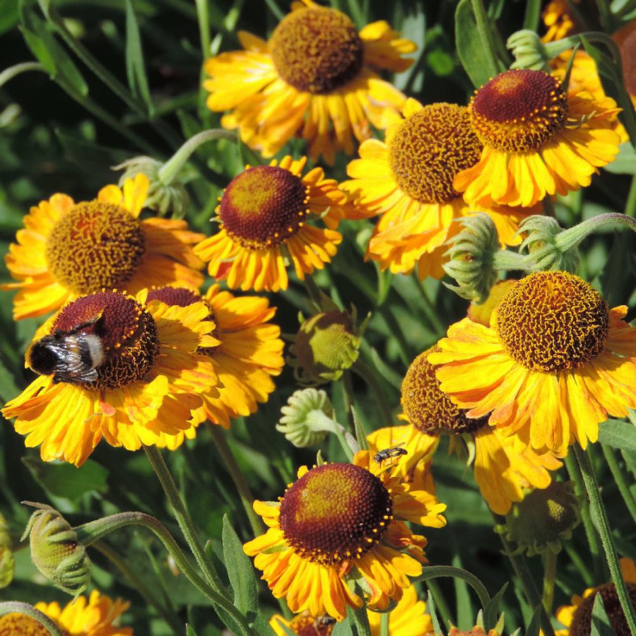 Plantes Vivaces HELENIUM 'Wyndley' - Hélénie en vente - Pépinière Lepage .