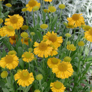 Plantes Vivaces HELENIUM autumnale 'Pumilum Magnificum' - Hélénie en vente - Pépinière Lepage .