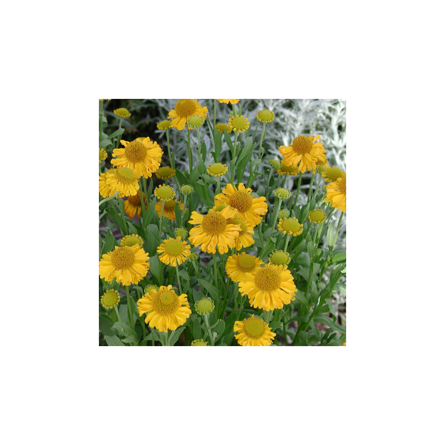 Plantes Vivaces HELENIUM autumnale 'Pumilum Magnificum' - Hélénie en vente - Pépinière Lepage .