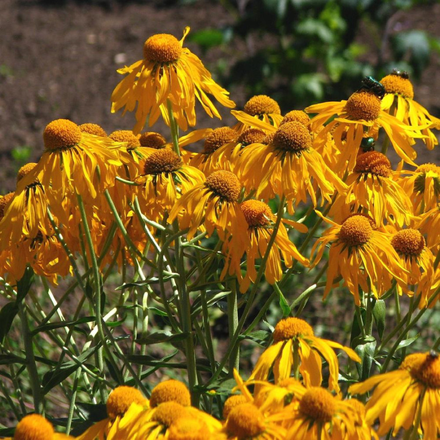 Plantes Vivaces HELENIUM hoopesii - Hélénie en vente - Pépinière Lepage .