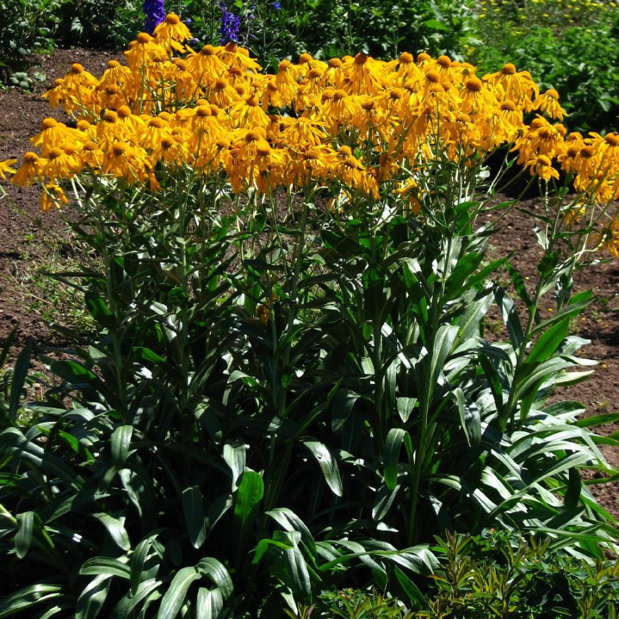 Plantes Vivaces HELENIUM hoopesii - Hélénie en vente - Pépinière Lepage .