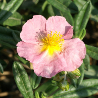 Plantes Vivaces HELIANTHEMUM 'Anjou' - Hélianthème en vente - Pépinière Lepage .
