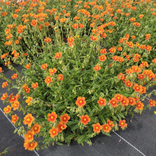 HELIANTHEMUM 'Ben Alder'