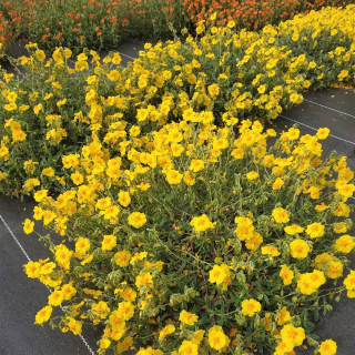 Plantes Vivaces HELIANTHEMUM 'Ben Fhada' - Hélianthème en vente - Pépinière Lepage .