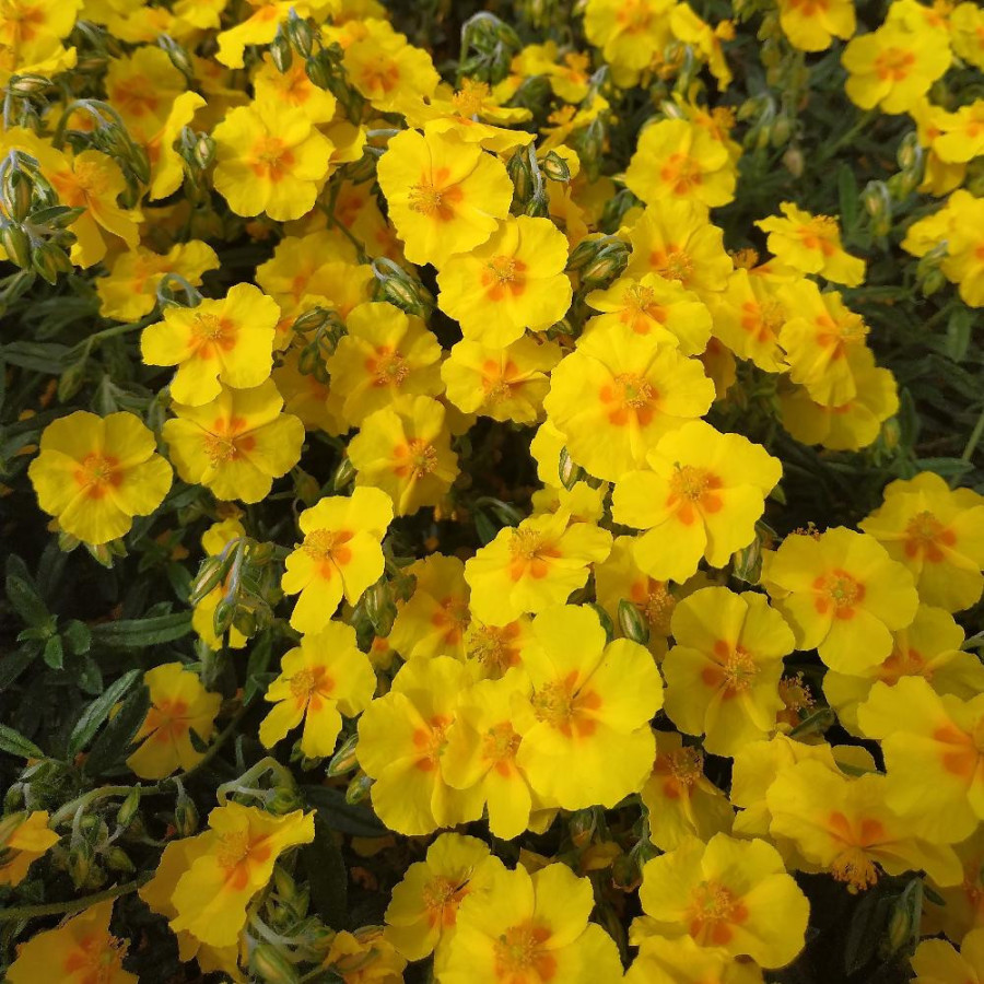 Plantes Vivaces HELIANTHEMUM 'Ben Fhada' - Hélianthème en vente - Pépinière Lepage .