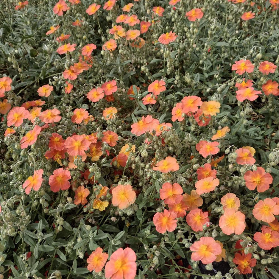 Plantes Vivaces HELIANTHEMUM 'Fire Dragon' - Hélianthème en vente - Pépinière Lepage .