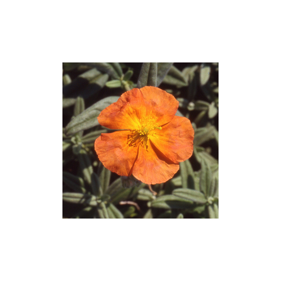 Plantes Vivaces HELIANTHEMUM 'Fire Dragon' - Hélianthème en vente - Pépinière Lepage .