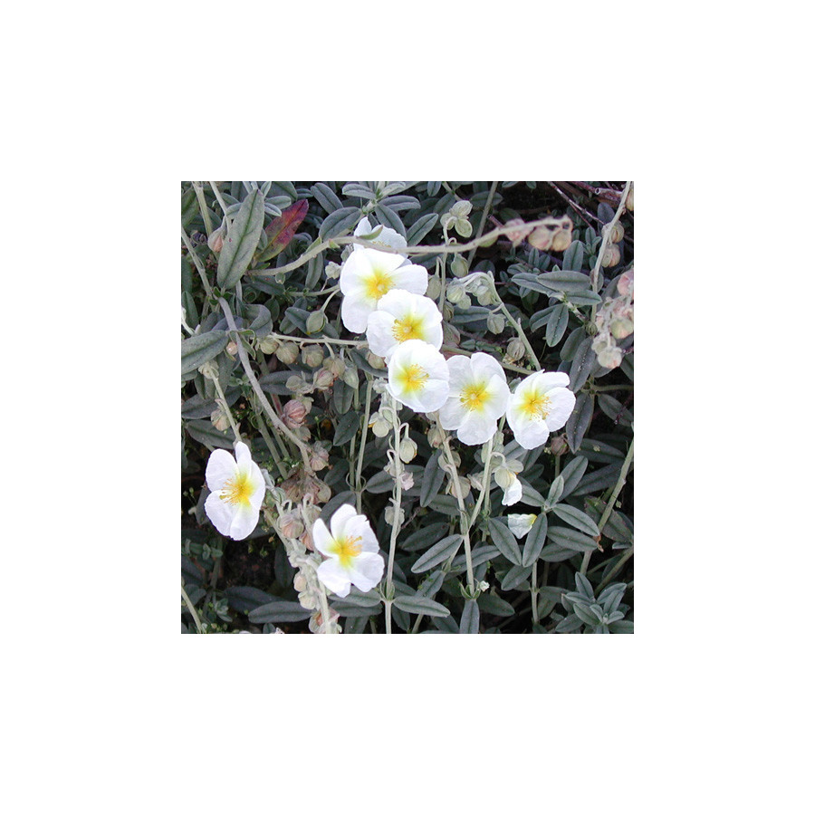 Plantes Vivaces HELIANTHEMUM 'The Bride' - Hélianthème en vente - Pépinière Lepage .