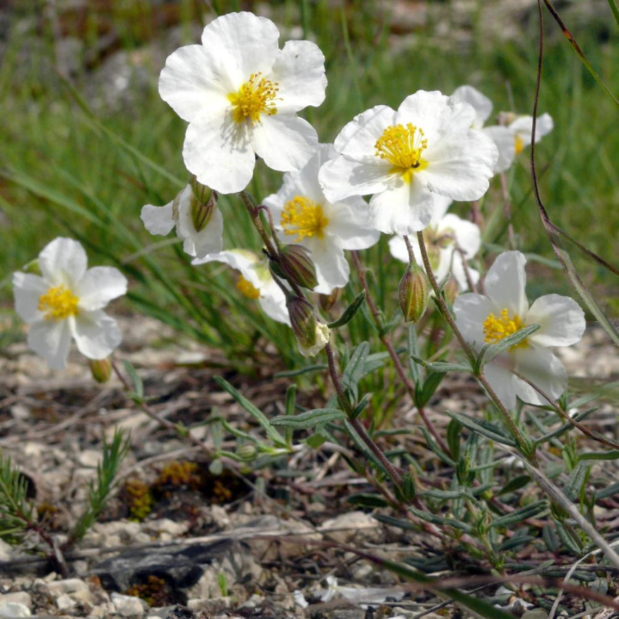 Plantes Vivaces HELIANTHEMUM apenninum - Hélianthème en vente - Hélianthème des Apennins en vente - Pépinière Lepage .