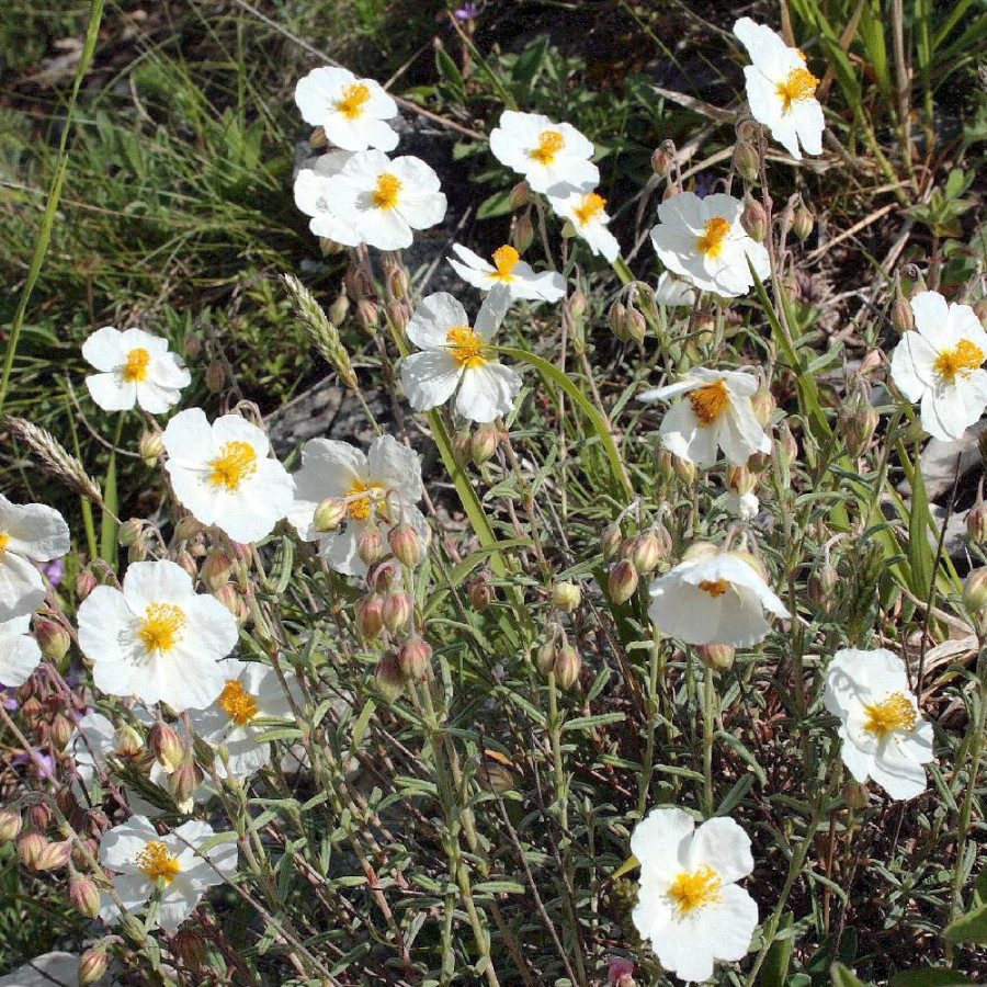 Plantes Vivaces HELIANTHEMUM apenninum - Hélianthème en vente - Hélianthème des Apennins en vente - Pépinière Lepage .