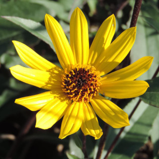 Plantes Vivaces HELIANTHUS atrorubens - Soleil en vente - Pépinière Lepage .