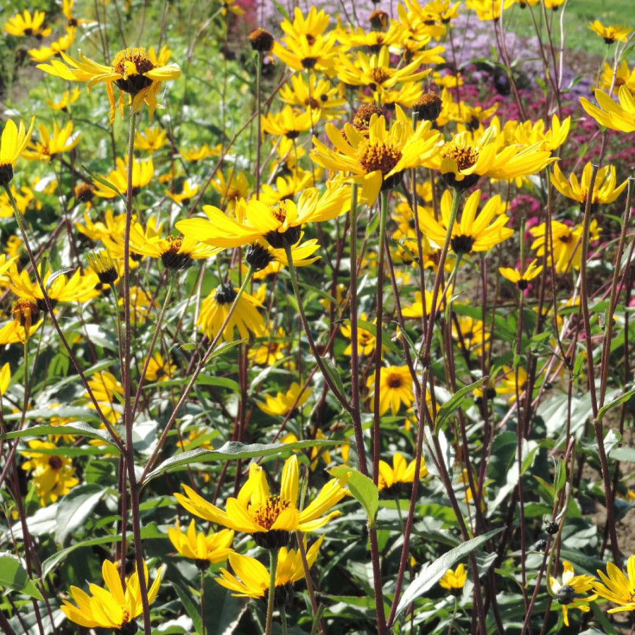 Plantes Vivaces HELIANTHUS atrorubens - Soleil en vente - Pépinière Lepage .
