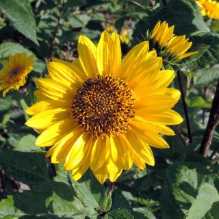 Plantes Vivaces HELIANTHUS decapetalus 'Capenoch Star' - Soleil en vente - Pépinière Lepage .