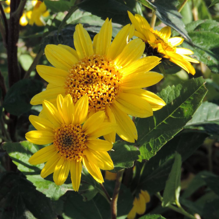 Plantes Vivaces HELIANTHUS decapetalus 'Capenoch Star' - Soleil en vente - Pépinière Lepage .