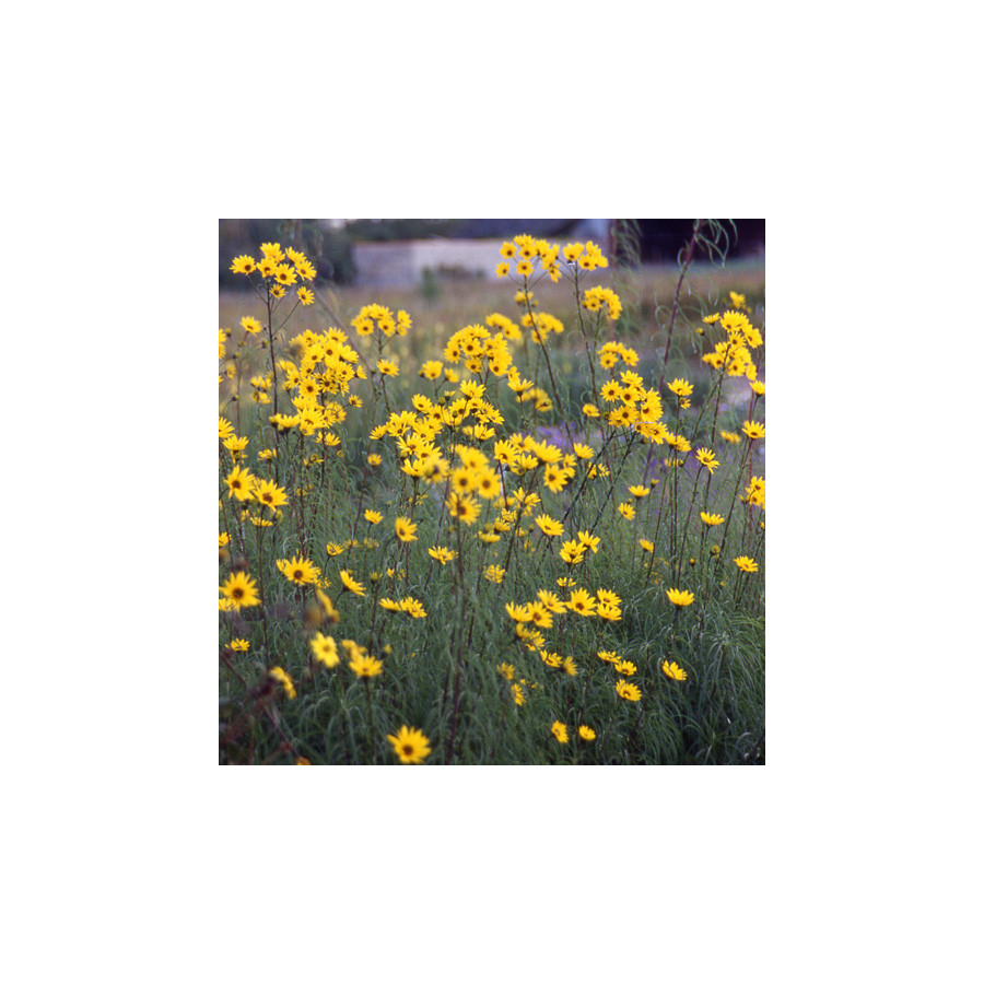 Plantes Vivaces HELIANTHUS salicifolius - Soleil en vente - Pépinière Lepage .