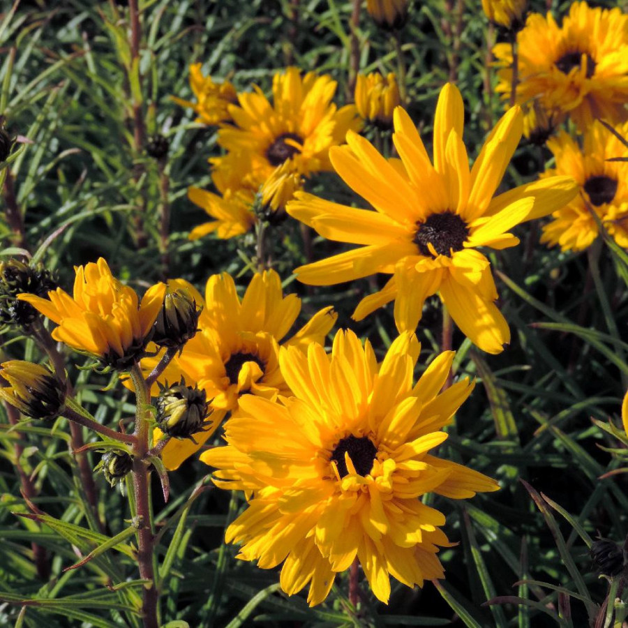 HELIANTHUS salicifolius 'Table Mountain'