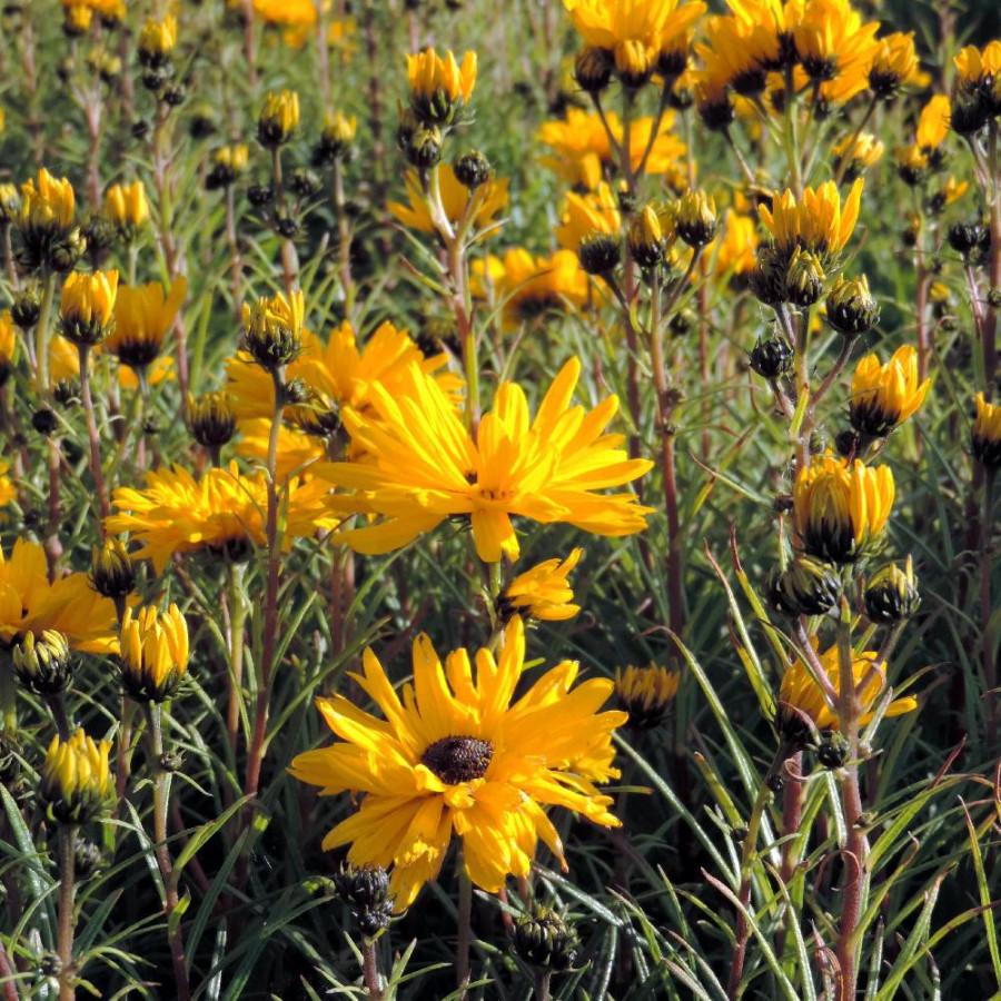 HELIANTHUS salicifolius 'Table Mountain'