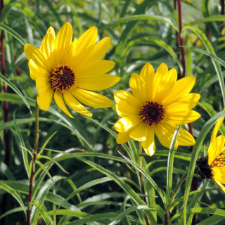 Plantes Vivaces HELIANTHUS salicifolius var. orgyalis - Soleil en vente - Pépinière Lepage .