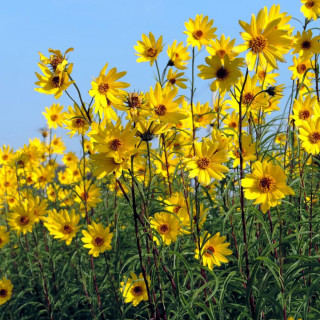 Plantes Vivaces HELIANTHUS salicifolius var. orgyalis - Soleil en vente - Pépinière Lepage .