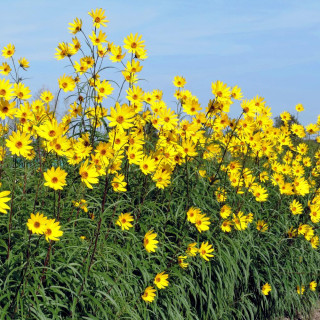 Plantes Vivaces HELIANTHUS salicifolius var. orgyalis - Soleil en vente - Pépinière Lepage .