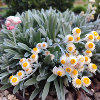 HELICHRYSUM amorginum 'Ruby Cluster' ®