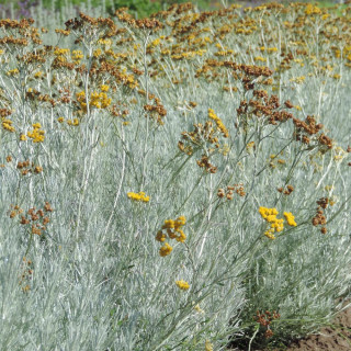 Plantes Vivaces HELICHRYSUM italicum - Immortelle en vente - Herbe au curry en vente - Pépinière Lepage .
