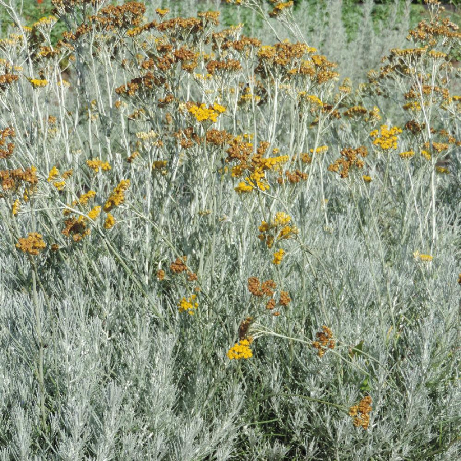 Plantes Vivaces HELICHRYSUM italicum - Immortelle en vente - Herbe au curry en vente - Pépinière Lepage .