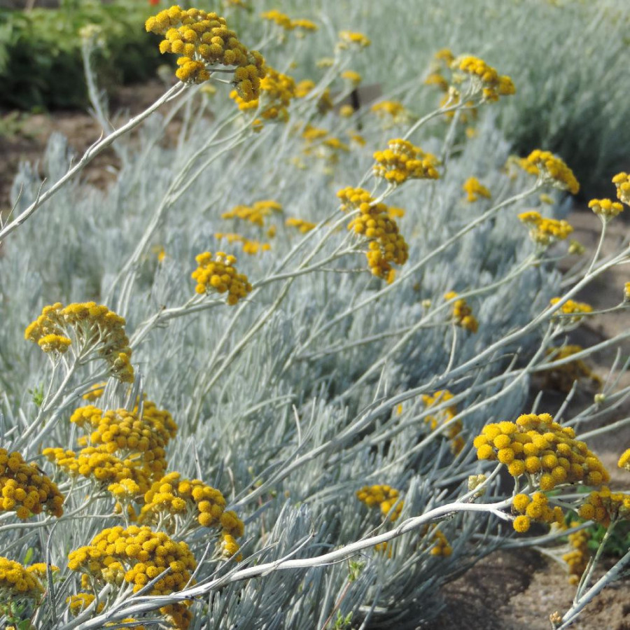 Plantes Vivaces HELICHRYSUM italicum 'Weisses Wunder' - Immortelle en vente - Herbe au curry en vente - Pépinière Lepage .
