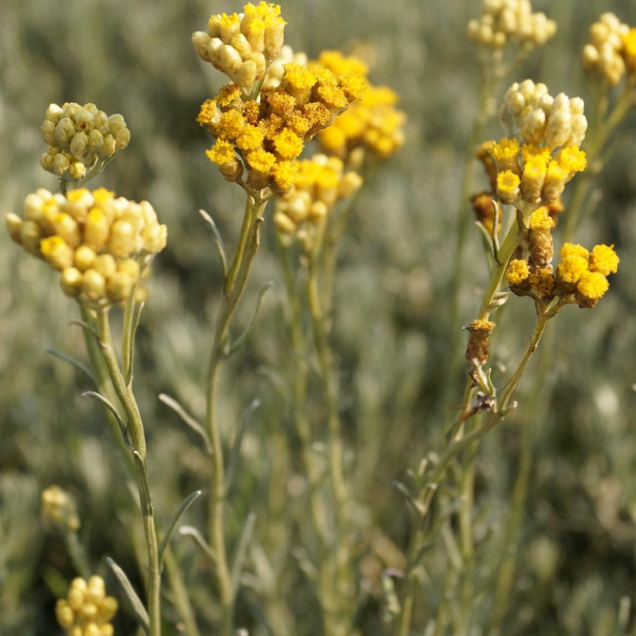 Plantes Vivaces HELICHRYSUM stoechas - Immortelle  en vente - Immortelle des dunes en vente - Pépinière Lepage .