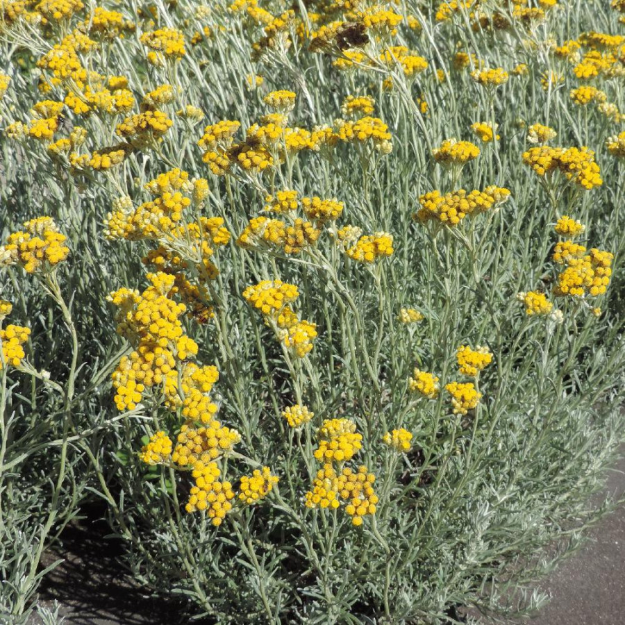 Plantes Vivaces HELICHRYSUM stoechas - Immortelle  en vente - Immortelle des dunes en vente - Pépinière Lepage .