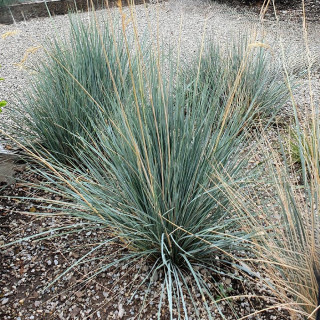 HELICTOTRICHON sempervirens