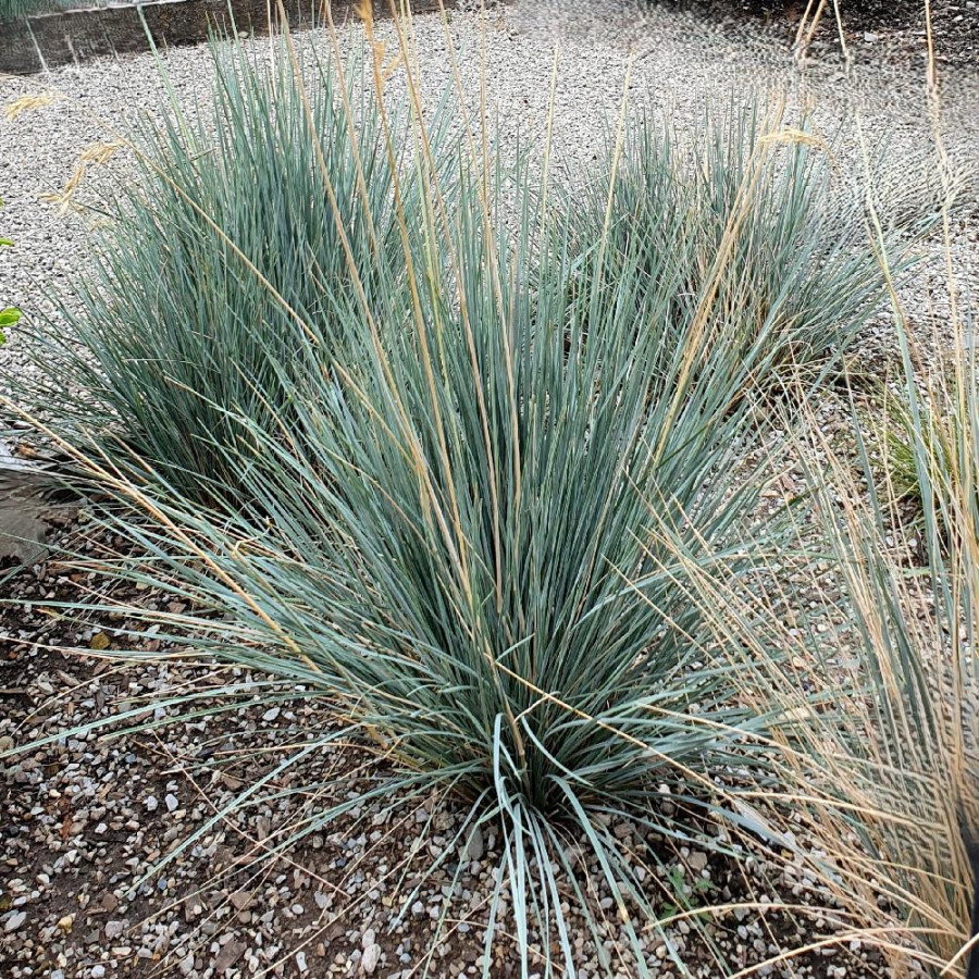 Plantes Vivaces HELICTOTRICHON sempervirens - Avoine vivace en vente - Avoine bleue en vente - Pépinière Lepage .