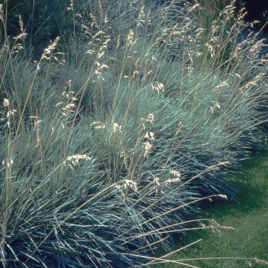 Plantes Vivaces HELICTOTRICHON sempervirens - Avoine vivace en vente - Avoine bleue en vente - Pépinière Lepage .