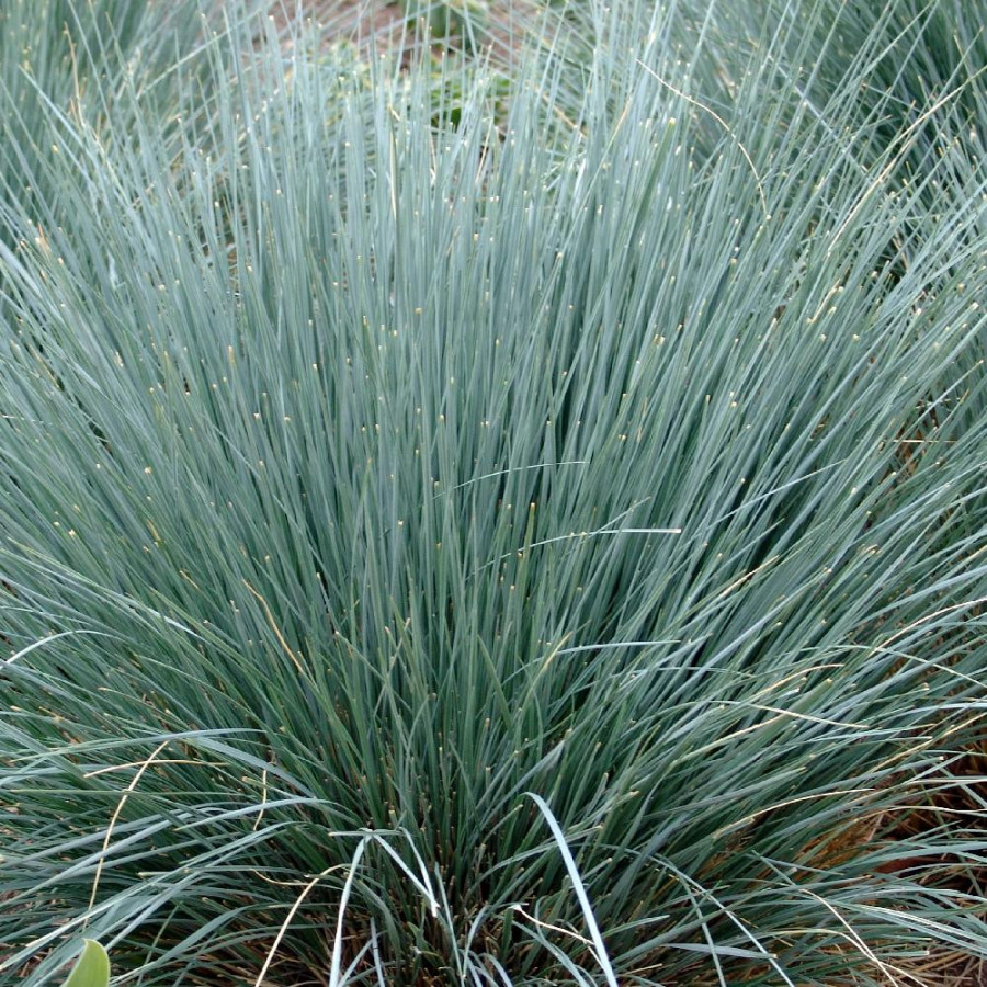 Plantes Vivaces HELICTOTRICHON sempervirens - Avoine vivace en vente - Avoine bleue en vente - Pépinière Lepage .