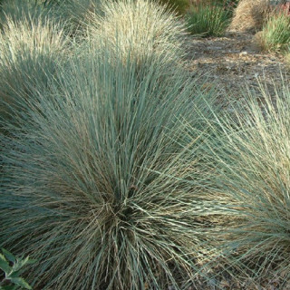Plantes Vivaces HELICTOTRICHON sempervirens 'Pendula' - Avoine Vivace en vente - Pépinière Lepage .