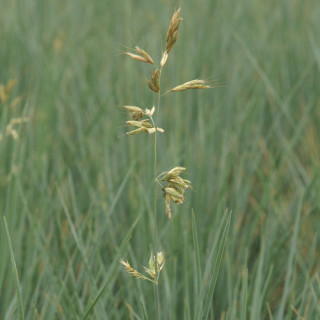 Plantes Vivaces HELICTOTRICHON sempervirens 'Saphirsprudel' - Avoine Vivace en vente - Pépinière Lepage .
