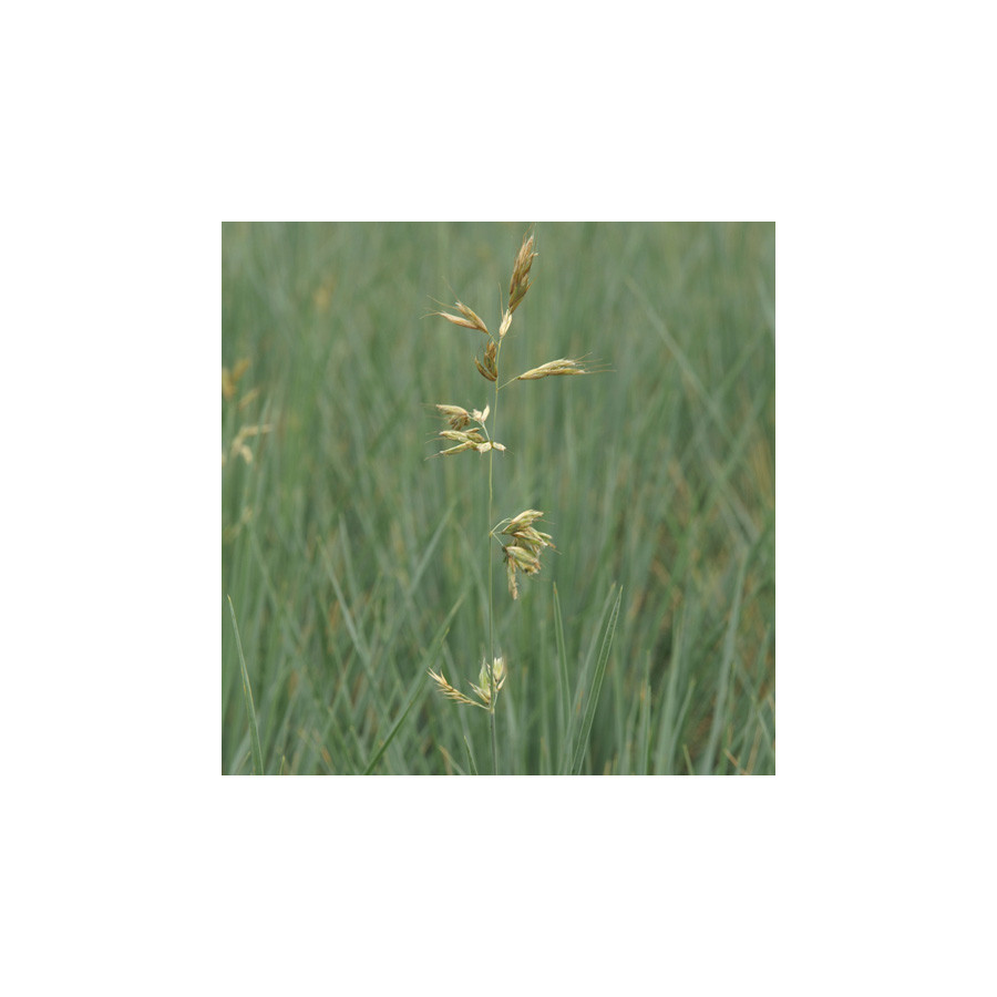 Plantes Vivaces HELICTOTRICHON sempervirens 'Saphirsprudel' - Avoine Vivace en vente - Pépinière Lepage .