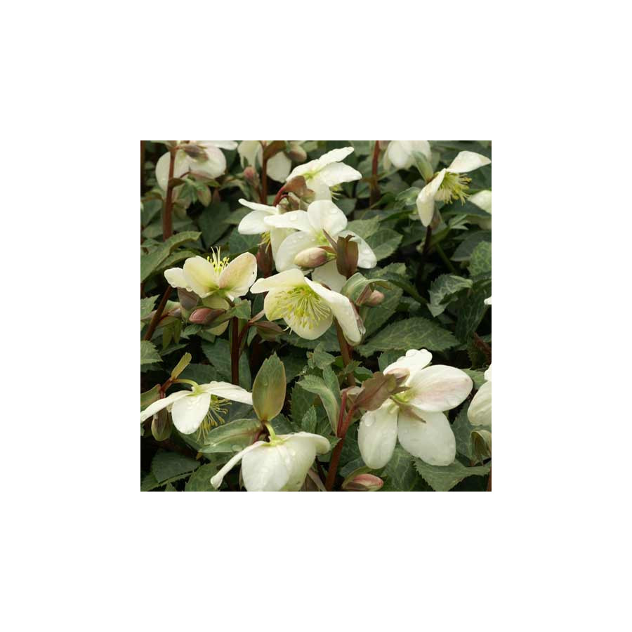Plantes Vivaces HELLEBORUS 'Magic Leaves' ® - Hellébore en vente - Pépinière Lepage .
