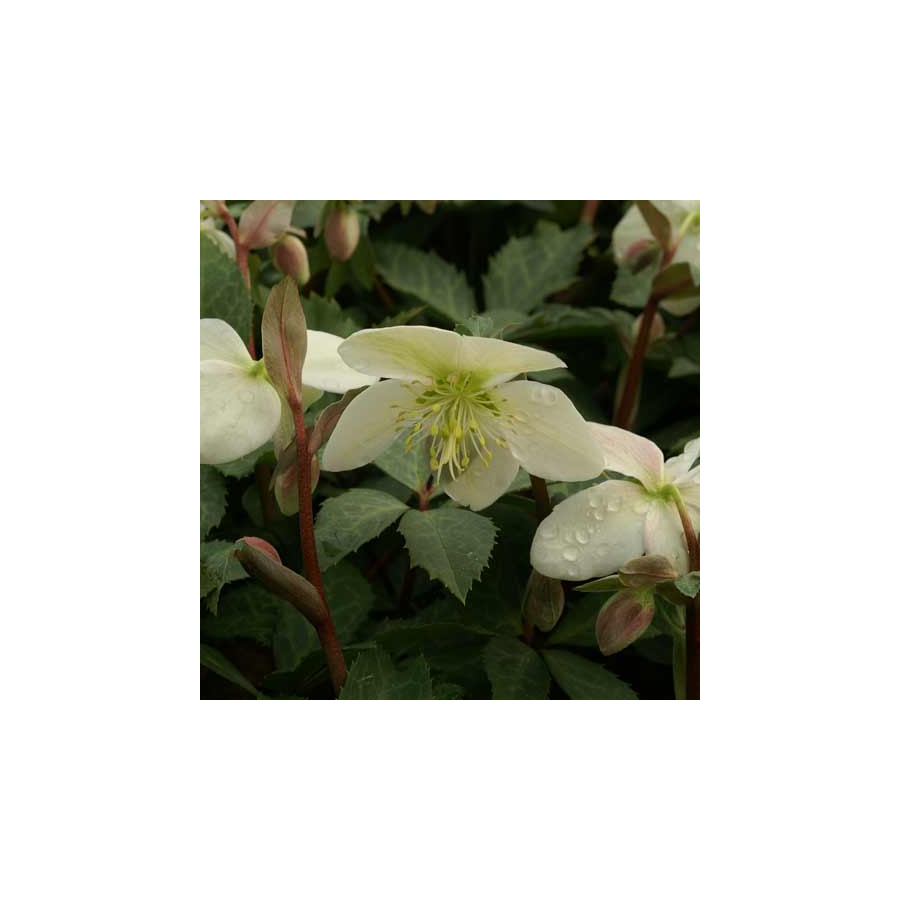 Plantes Vivaces HELLEBORUS 'Magic Leaves' ® - Hellébore en vente - Pépinière Lepage .