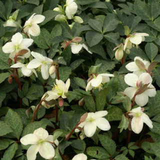 Plantes Vivaces HELLEBORUS 'Magic Leaves' ® - Hellébore en vente - Pépinière Lepage .