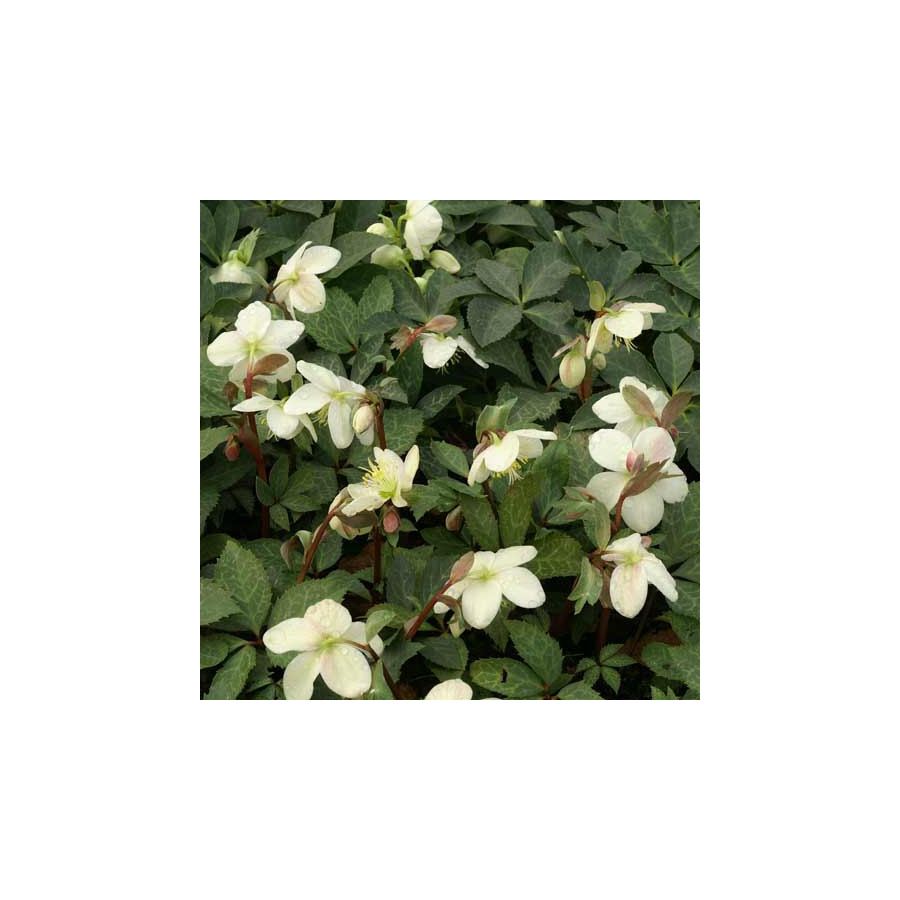 Plantes Vivaces HELLEBORUS 'Magic Leaves' ® - Hellébore en vente - Pépinière Lepage .