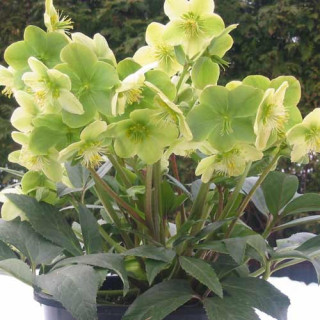 Plantes Vivaces HELLEBORUS 'Snow Love' ® - Hellébore en vente - Pépinière Lepage .