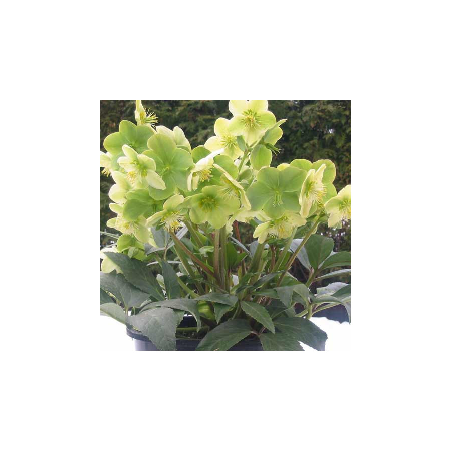 Plantes Vivaces HELLEBORUS 'Snow Love' ® - Hellébore en vente - Pépinière Lepage .