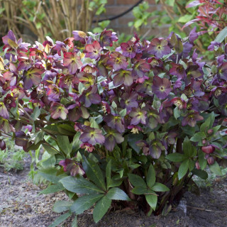 HELLEBORUS 'Star of Passion'