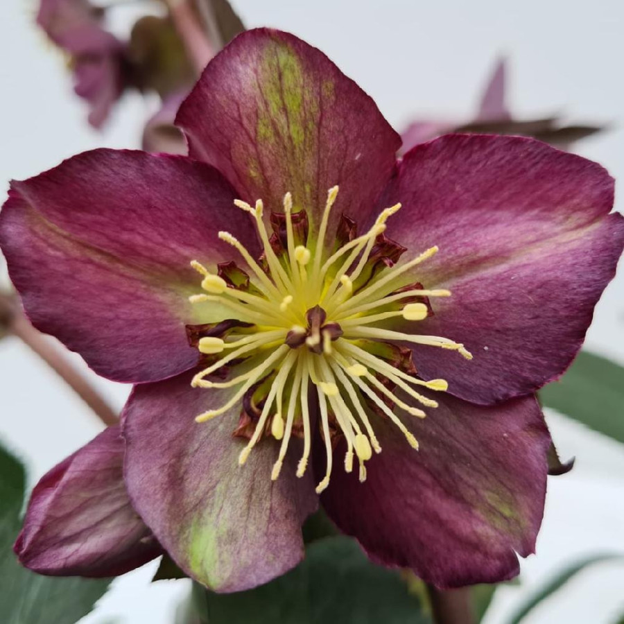 HELLEBORUS 'Star of Passion'