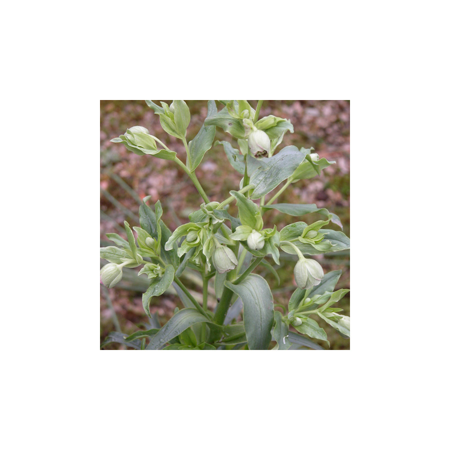 Plantes Vivaces HELLEBORUS foetidus - Hellébore en vente - Pied de Griffon en vente - Pépinière Lepage .