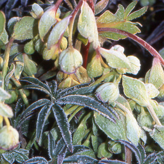 Plantes Vivaces HELLEBORUS foetidus 'Wester Flisk' - Hellébore en vente - Pied de Griffon en vente - Pépinière Lepage .